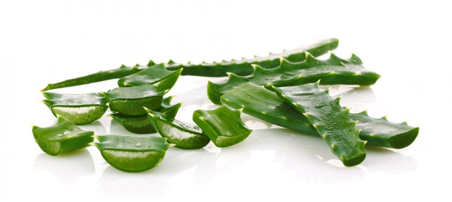 aloe vera forhandler